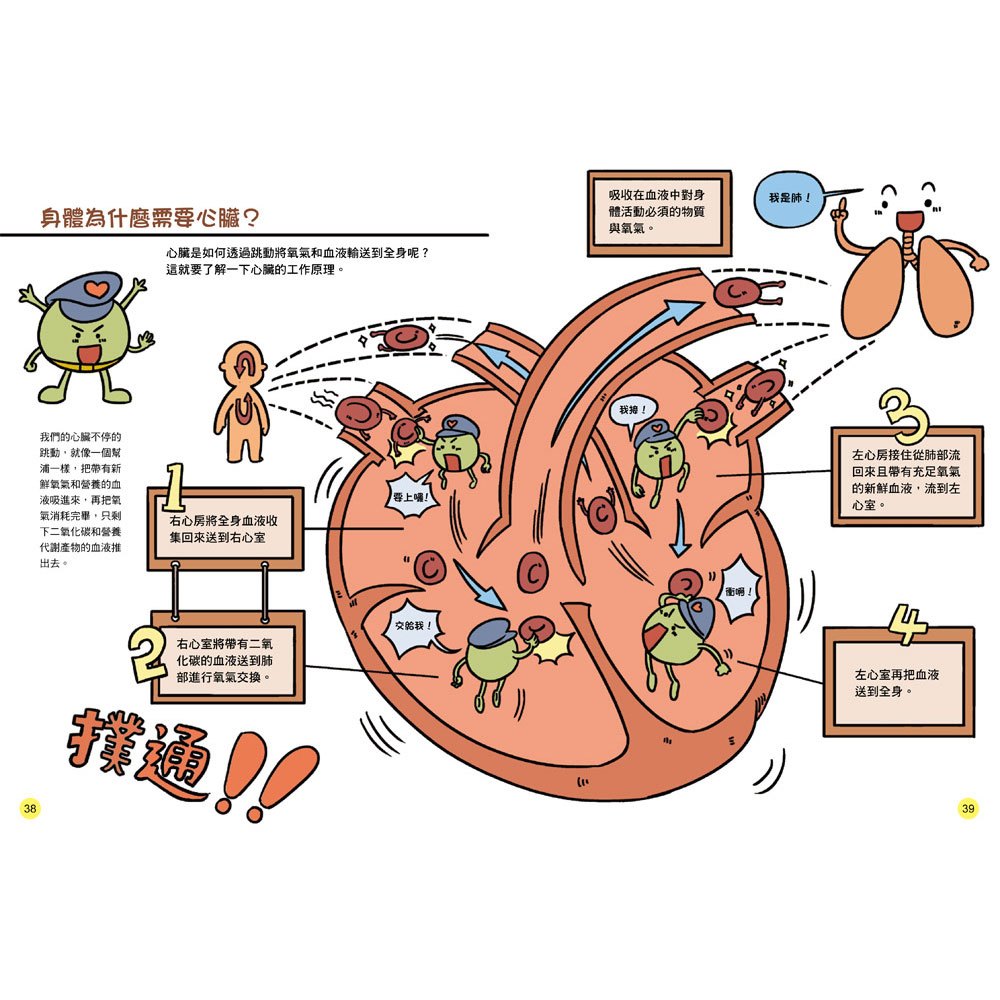 双美 STEAM圖解百科系列-人體