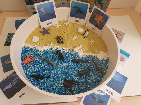 (現貨)Sensory Play Kit